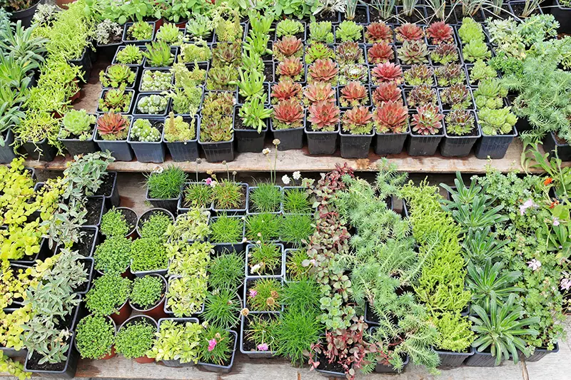 Landscaping, Nurseries, and Florists