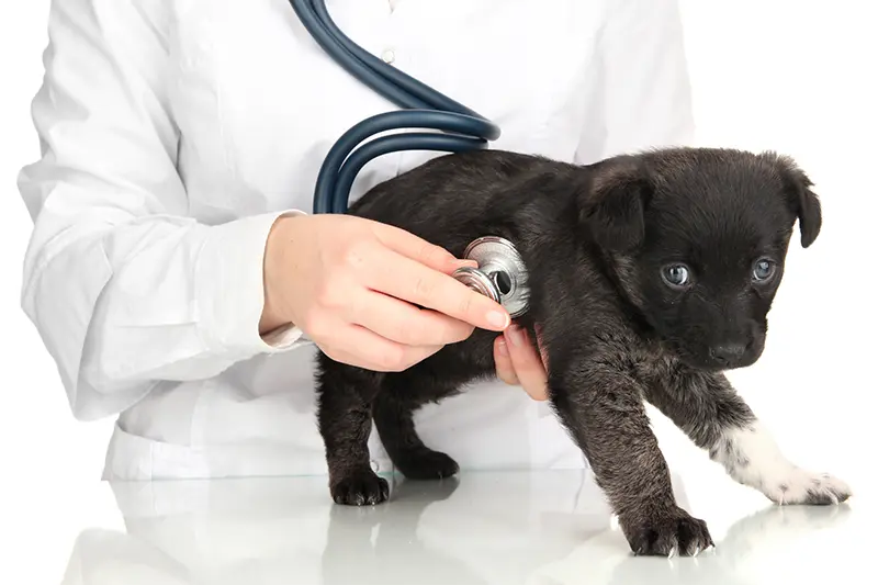 Pet Care